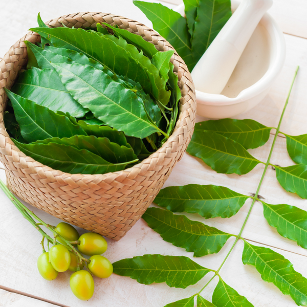 L’Huile de Neem : Un Remède Naturel pour une Peau Éclatante